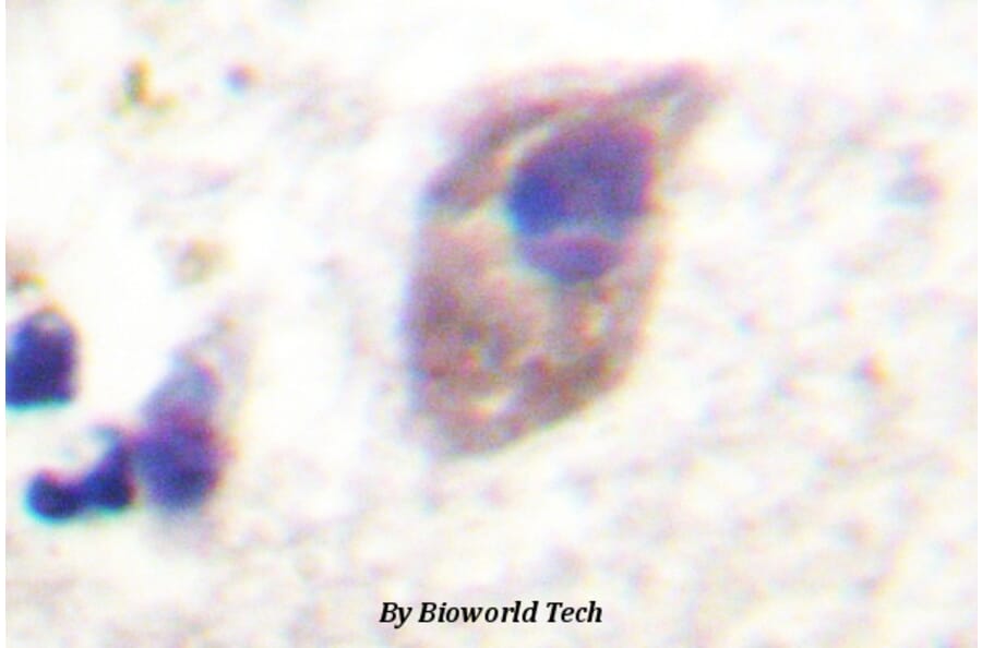 Anti-PKC ζ (phospho-T560) Antibody from Bioworld Technology (BS4347) - Antibodies.com