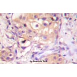Anti-PKC-pan (αT497) Antibody from Bioworld Technology (BS4348) - Antibodies.com