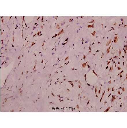 Anti-RyR2 (phospho-S2808) Antibody from Bioworld Technology (BS4358) - Antibodies.com