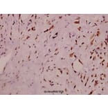 Anti-RyR2 (phospho-S2808) Antibody from Bioworld Technology (BS4358) - Antibodies.com