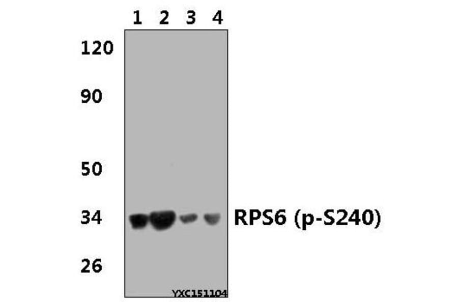 Anti-RPS6 (phospho-S240) Antibody from Bioworld Technology (BS4359) - Antibodies.com