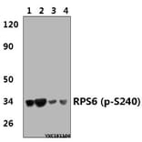 Anti-RPS6 (phospho-S240) Antibody from Bioworld Technology (BS4359) - Antibodies.com