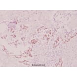 Anti-RPS6 (phospho-S240) Antibody from Bioworld Technology (BS4359) - Antibodies.com