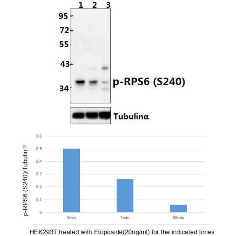 Anti-RPS6 (phospho-S240) Antibody from Bioworld Technology (BS4359) - Antibodies.com