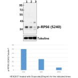 Anti-RPS6 (phospho-S240) Antibody from Bioworld Technology (BS4359) - Antibodies.com