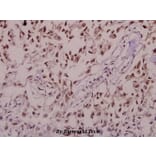 Anti-Synuclein-α (phospho-S129) Antibody from Bioworld Technology (BS4361) - Antibodies.com