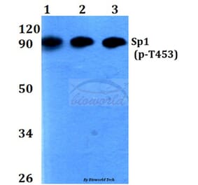 Anti-Sp1 (phospho-T453) Antibody from Bioworld Technology (BS4363) - Antibodies.com