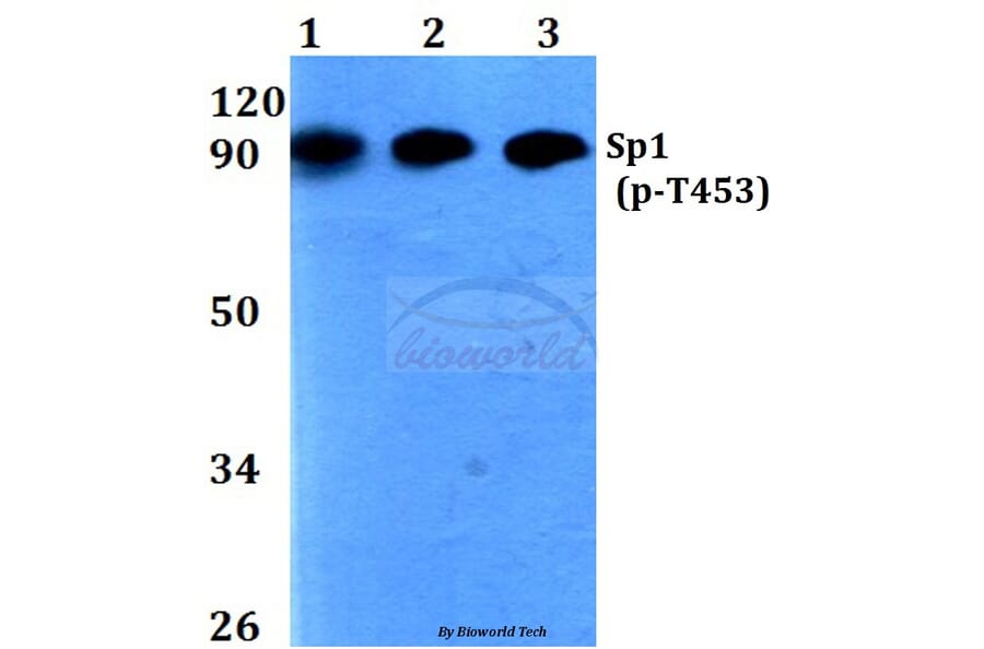 Anti-Sp1 (phospho-T453) Antibody from Bioworld Technology (BS4363) - Antibodies.com
