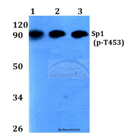 Anti-Sp1 (phospho-T453) Antibody from Bioworld Technology (BS4363) - Antibodies.com