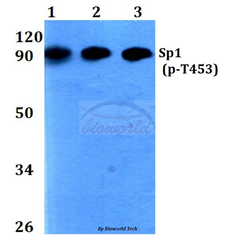 Anti-Sp1 (phospho-T453) Antibody from Bioworld Technology (BS4363) - Antibodies.com