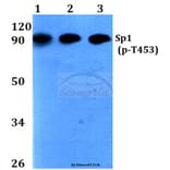 Anti-Sp1 (phospho-T453) Antibody from Bioworld Technology (BS4363) - Antibodies.com