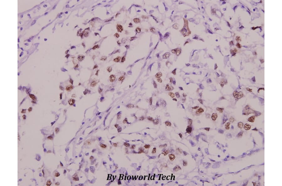 Anti-Sp1 (phospho-T453) Antibody from Bioworld Technology (BS4363) - Antibodies.com