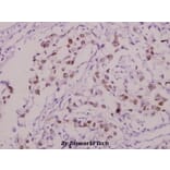 Anti-Sp1 (phospho-T453) Antibody from Bioworld Technology (BS4363) - Antibodies.com