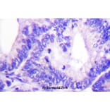 Anti-WAVE1 (phospho-Y125) Antibody from Bioworld Technology (BS4370) - Antibodies.com