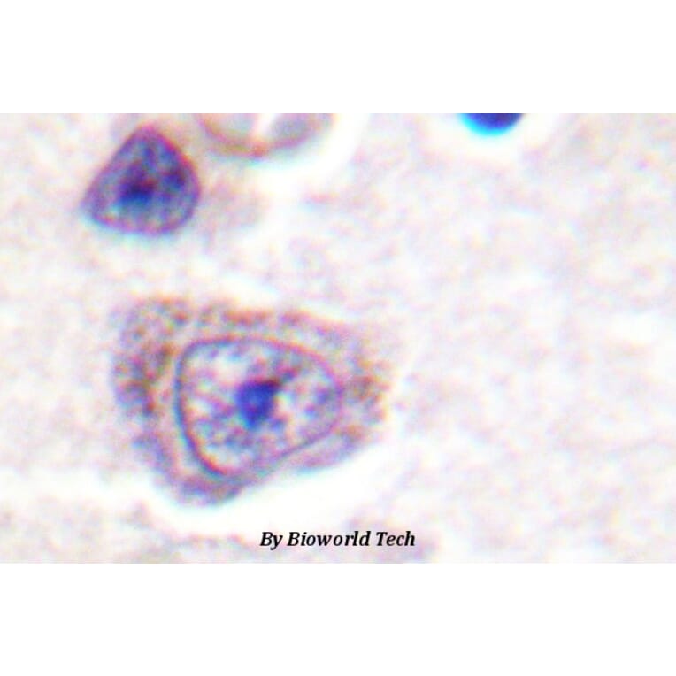 Anti-FAK (phospho-Y407) Antibody from Bioworld Technology (BS4406) - Antibodies.com