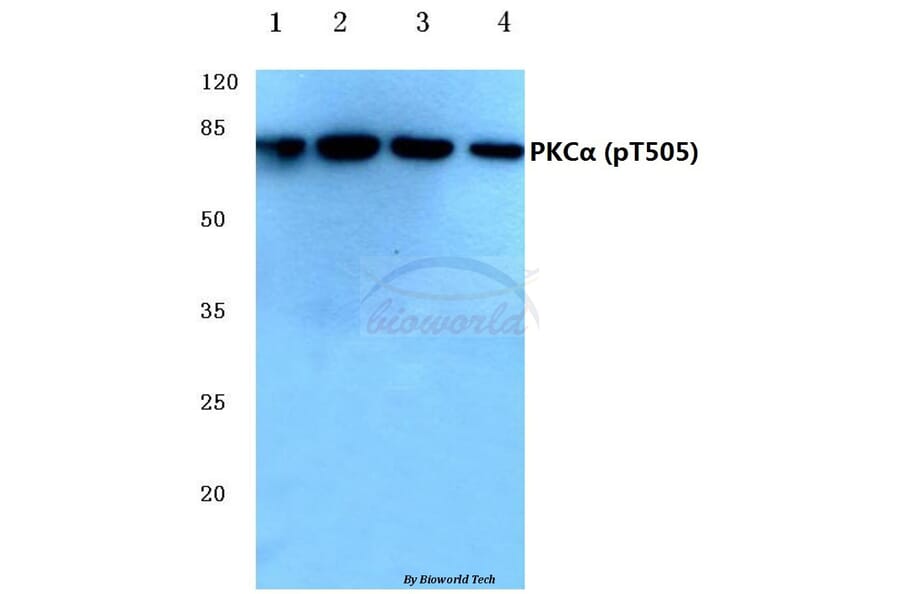 Anti-PKC α (phospho-T505) Antibody from Bioworld Technology (BS4441) - Antibodies.com