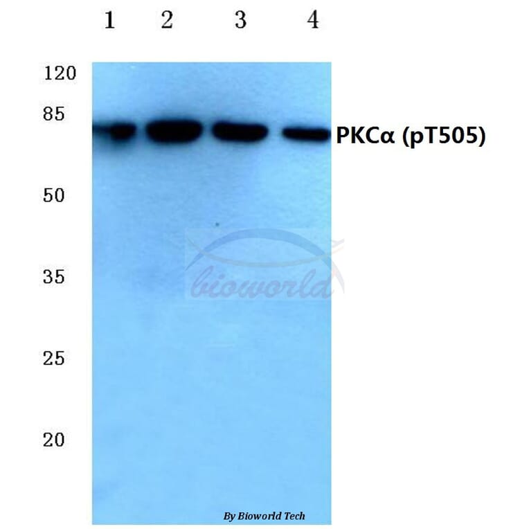 Anti-PKC α (phospho-T505) Antibody from Bioworld Technology (BS4441) - Antibodies.com