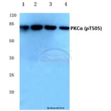 Anti-PKC α (phospho-T505) Antibody from Bioworld Technology (BS4441) - Antibodies.com