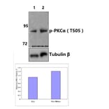 Anti-PKC α (phospho-T505) Antibody from Bioworld Technology (BS4441) - Antibodies.com