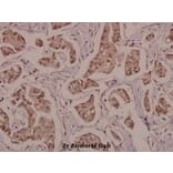 Anti-PPARγ (phospho-S112) Antibody from Bioworld Technology (BS4444) - Antibodies.com