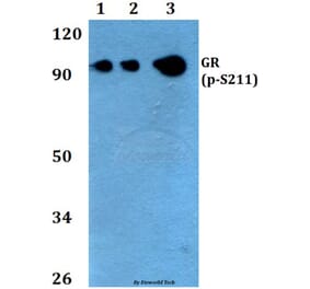 Anti-GR (phospho-S211) Antibody from Bioworld Technology (BS4459) - Antibodies.com