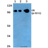 Anti-GR (phospho-S211) Antibody from Bioworld Technology (BS4459) - Antibodies.com