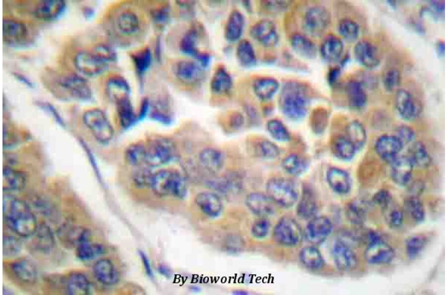 Anti-GR (phospho-S211) Antibody from Bioworld Technology (BS4459) - Antibodies.com