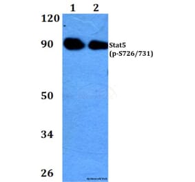 Anti-Stat5 (phospho-S726/731) Antibody from Bioworld Technology (BS4464) - Antibodies.com