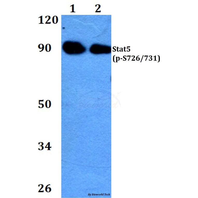 Anti-Stat5 (phospho-S726/731) Antibody from Bioworld Technology (BS4464) - Antibodies.com