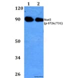 Anti-Stat5 (phospho-S726/731) Antibody from Bioworld Technology (BS4464) - Antibodies.com