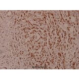 Anti-Stat5 (phospho-S726/731) Antibody from Bioworld Technology (BS4464) - Antibodies.com