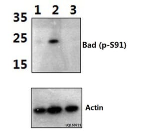Anti-Bad (phospho-S91) Antibody from Bioworld Technology (BS4474) - Antibodies.com