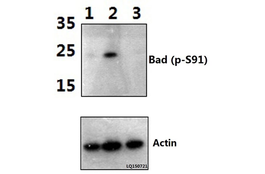 Anti-Bad (phospho-S91) Antibody from Bioworld Technology (BS4474) - Antibodies.com