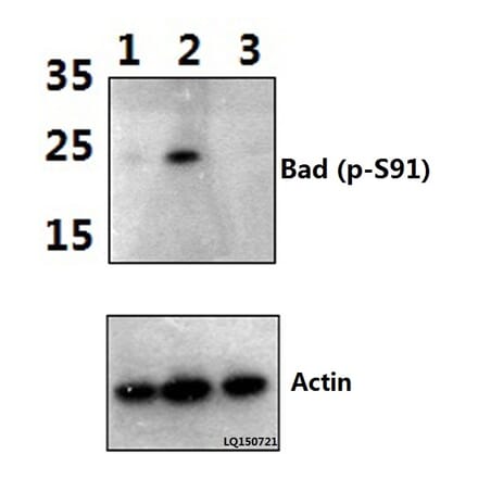 Anti-Bad (phospho-S91) Antibody from Bioworld Technology (BS4474) - Antibodies.com