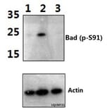 Anti-Bad (phospho-S91) Antibody from Bioworld Technology (BS4474) - Antibodies.com