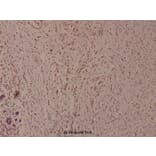 Anti-Bad (phospho-S91) Antibody from Bioworld Technology (BS4474) - Antibodies.com