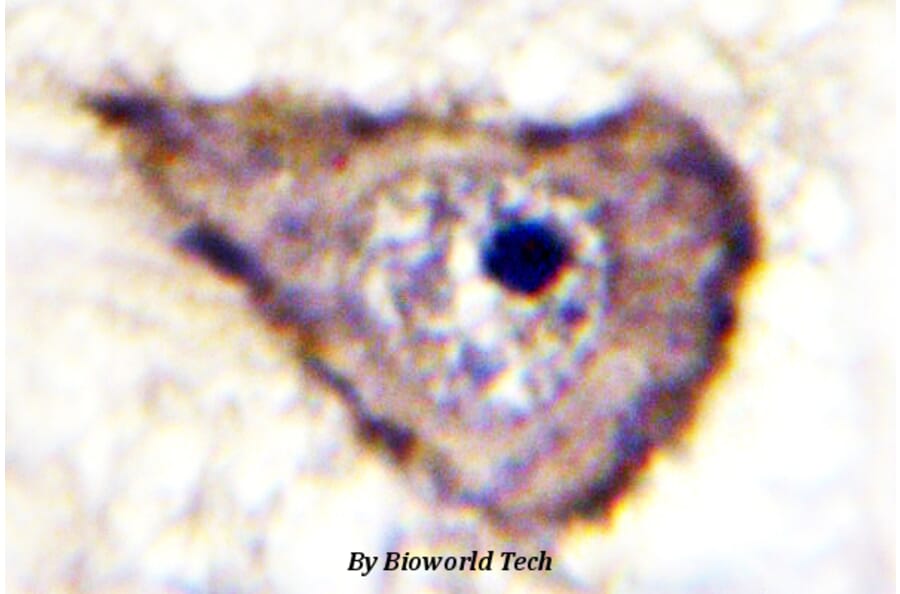 Anti-VEGFR1/Flt-1 (phospho-Y1333) Antibody from Bioworld Technology (BS4538) - Antibodies.com