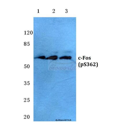 Anti-c-Fos (phospho-S362) Antibody from Bioworld Technology (BS4540) - Antibodies.com