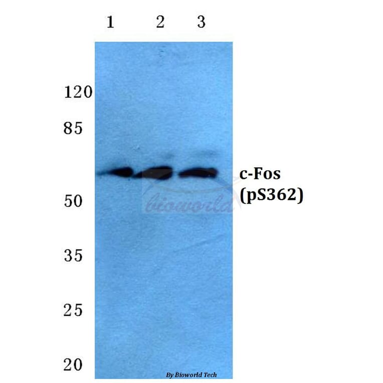 Anti-c-Fos (phospho-S362) Antibody from Bioworld Technology (BS4540) - Antibodies.com