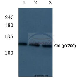 Anti-Cbl (phospho-Y700) Antibody from Bioworld Technology (BS4541) - Antibodies.com
