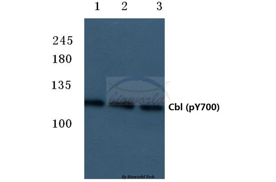 Anti-Cbl (phospho-Y700) Antibody from Bioworld Technology (BS4541) - Antibodies.com