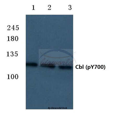 Anti-Cbl (phospho-Y700) Antibody from Bioworld Technology (BS4541) - Antibodies.com