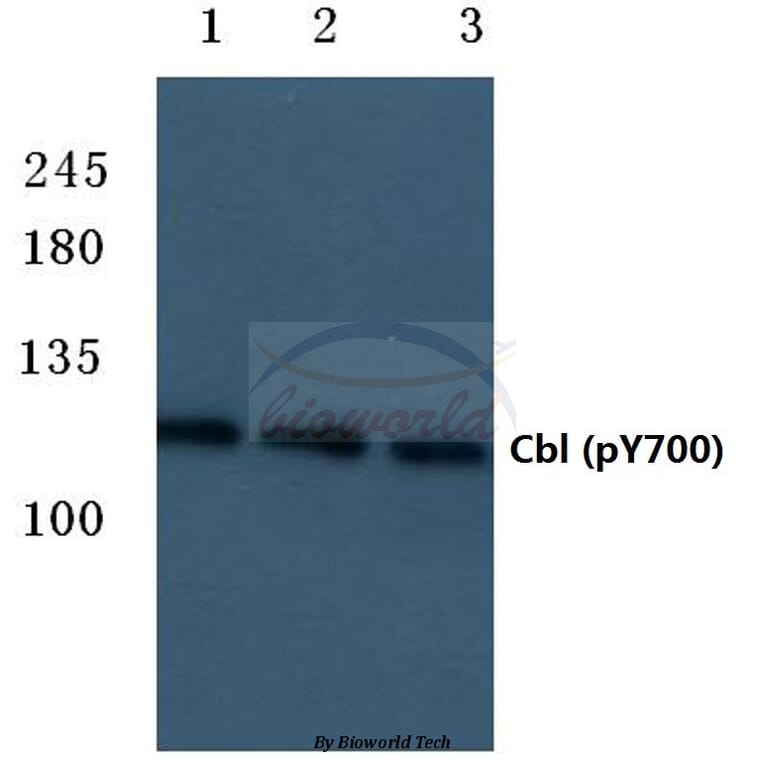 Anti-Cbl (phospho-Y700) Antibody from Bioworld Technology (BS4541) - Antibodies.com