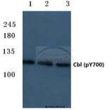 Anti-Cbl (phospho-Y700) Antibody from Bioworld Technology (BS4541) - Antibodies.com
