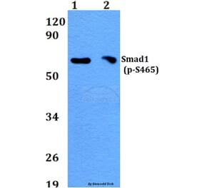 Anti-Smad1 (phospho-S465) Antibody from Bioworld Technology (BS4573) - Antibodies.com