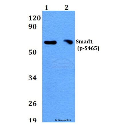 Anti-Smad1 (phospho-S465) Antibody from Bioworld Technology (BS4573) - Antibodies.com