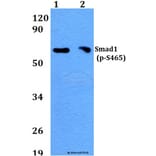 Anti-Smad1 (phospho-S465) Antibody from Bioworld Technology (BS4573) - Antibodies.com