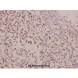 Anti-Smad1 (phospho-S465) Antibody from Bioworld Technology (BS4573) - Antibodies.com