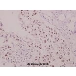 Anti-p47-phox (phospho-S304) Antibody from Bioworld Technology (BS4600) - Antibodies.com