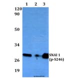 Anti-SNAI 1 (phospho-S246) Antibody from Bioworld Technology (BS4606) - Antibodies.com